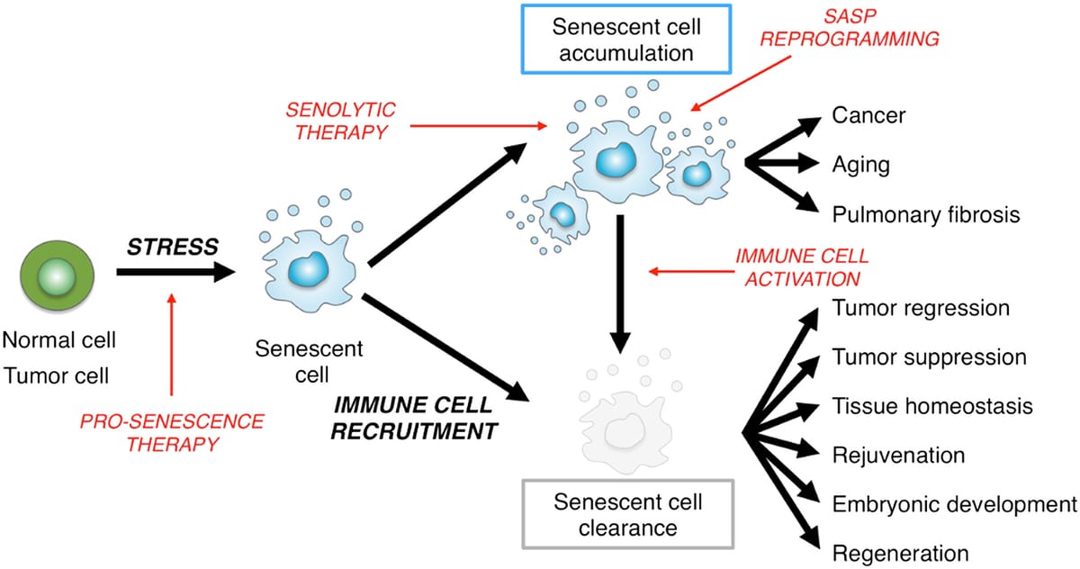 Removing Senescent Cells, the New North to the Battle on Aging?