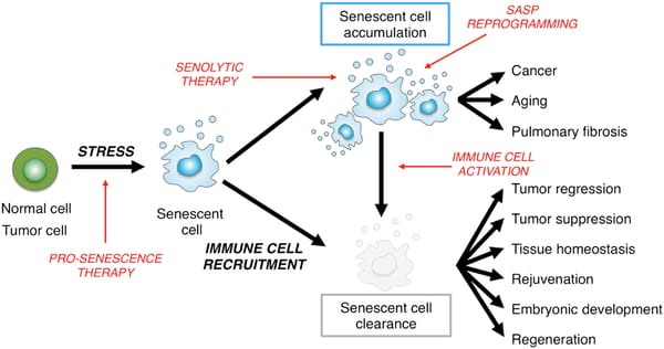 Removing Senescent Cells, the New North to the Battle on Aging?
